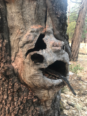 Tree Left
