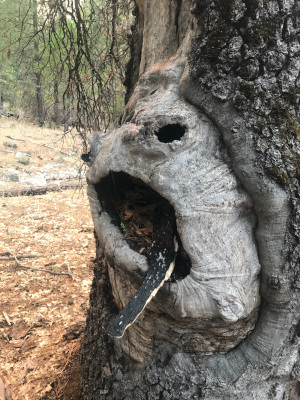 Tree Right